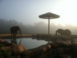 smithsonianmag:  Photo of the day: Elephant sunrise Photo by Lauren Furch (Tyler, TX); Caldwell Zoo, Tyler, TX 