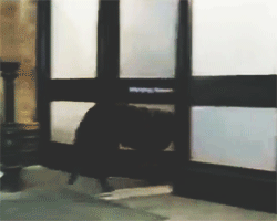 mandrakescry:  Mischief Managed ϟ Marauder Era Challenge → Day 04 - Character