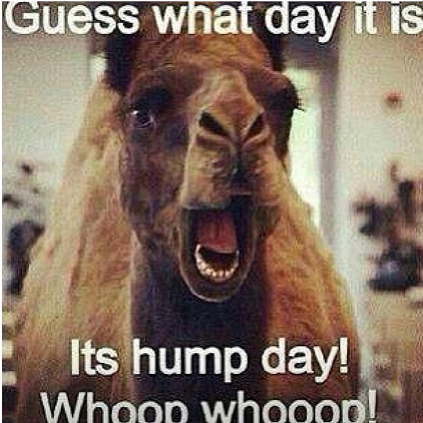 Lmfaooooo ðŸ˜‚ðŸ˜‚ðŸ˜‚ðŸ˜‚ #died #humpday #lmfaoooo #wednesday