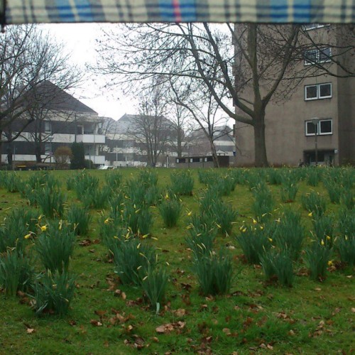 I Guess The #daffodils Are A Bit Happier About The Rainy Weather Than I Am - But It's Nice To See Them