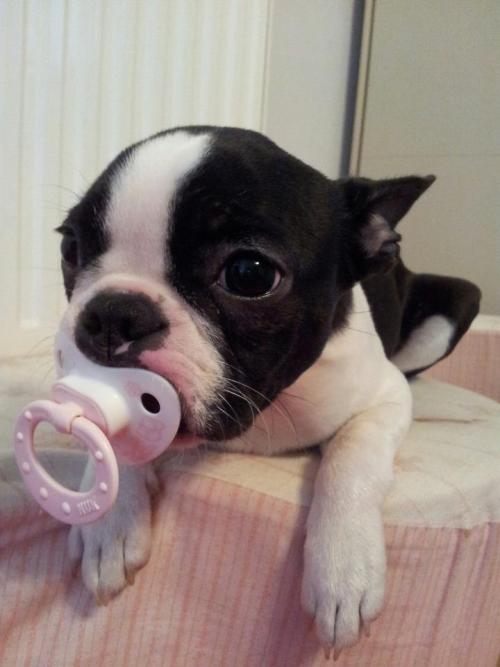 littlegirlformycalidaddy:  thecutestofthecute:  Puppies with pacifiers   I just can’t stop looking and laughing!!!  LOL