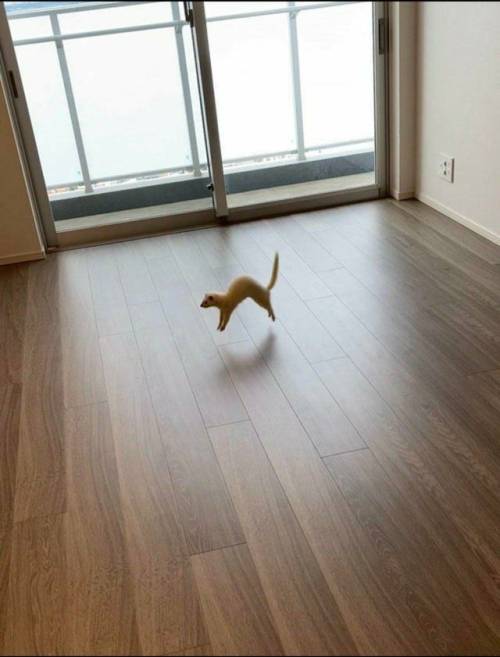 awed-frog:ferret gives boing of approval to new home