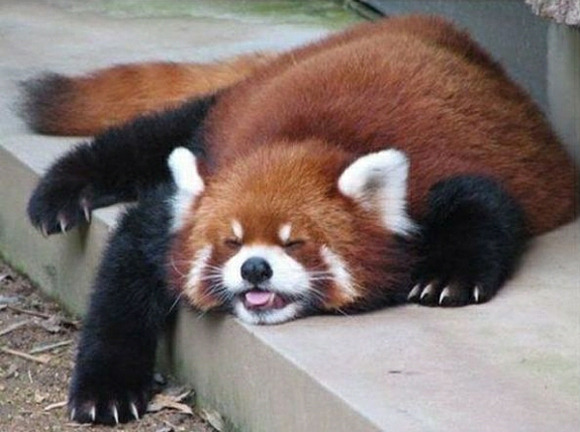 yeah-thats-not-it:Red panda blep is the best kind of blep