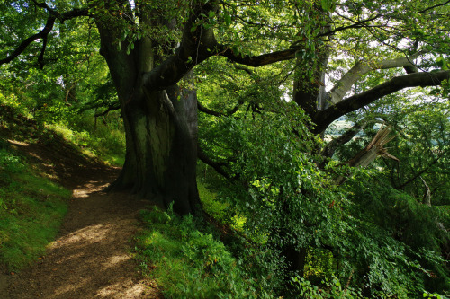 Ightham Mote - A walk along the crest of the Greensand Ridge by Mark Sewell