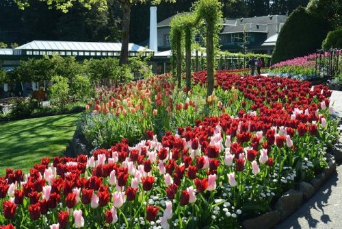 gaypurgatory:sixpenceee:Butchart Gardens, Vancouver Island in CanadaI GET TO GO THERE & see this