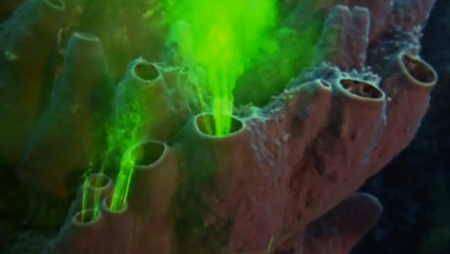 Fluorescent dye highlights surprising beauty of sponges
To study how sponges filter feed, researchers injected a harmless fluorescent dye into the water near the animals and filmed as the dye passed through them.