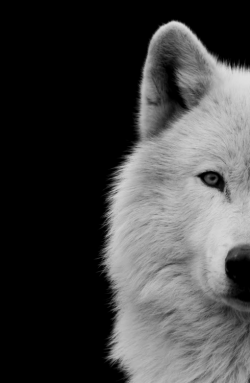 Hand-Of-Doom:  Wolves, Wolves, Wolves!! ♥ 