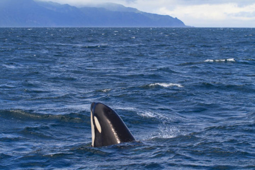 Some great photos of Orca just north of Rausu in the Nemuro Straight last year (06.21.2014).Images a