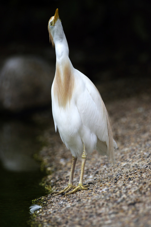 Cattle Egret (Bubulcus ibis) >>by Michael Döring