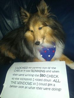 lolcuteanimals:  Funny dog shaming pic. 