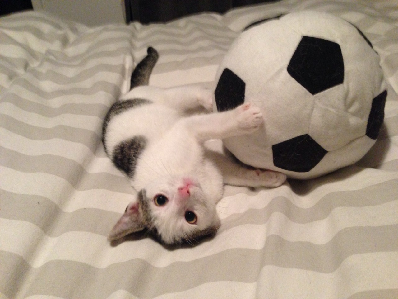 shamelesssilver: Gotta have a good goalkeeper!