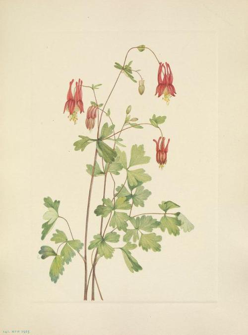 smithsonianlibraries:Another for Women’s History Month, some botanical illustrations from one 