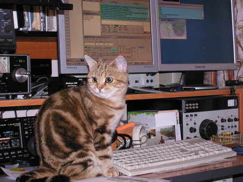 totheark:ham radio cats