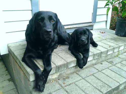animalforum: The master and his apprentice!