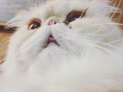 lucifurfluffypants:Back up! You’re giving me whisker trauma. #fluffypantsdaily #cat #persian #