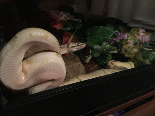 sydneygrinningsoul:My precious lil grump nugget~ She always looks guilty as hell!