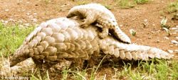 avocadoandthepizzaman:  dont-panic-zoology:  yupppippi:  Pangolin Awareness Day These lil cuties are one of the most trafficked mammals in the world. Here’s what they are and Here’s why you should know about them  Always reblog pangolins…  I think