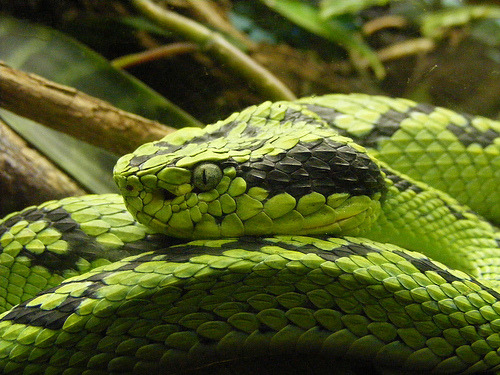 exotic-venom:(Bothriechis aurifer) yellow-blotched plam-pit viperMainly hemotoxic, has caused human 