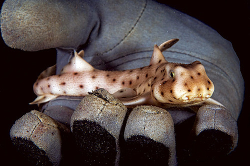 reptimania:  trynottodrown:  some cute shark pups for you  whale shark pups look surprisingly similar to adult whale sharks.  