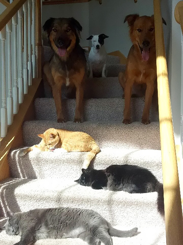 archiemcphee: Let’s celebrate the return of Caturday by reveling in one of the