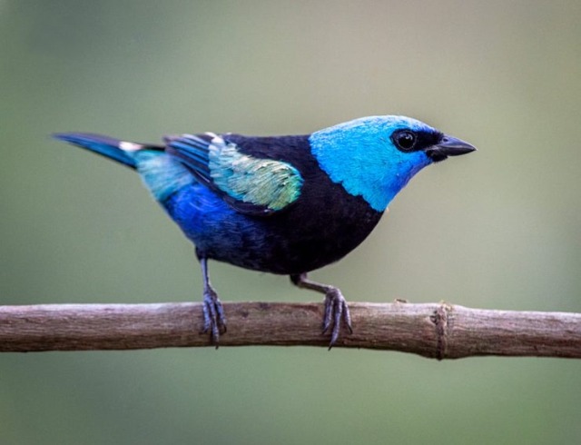 todaysbird:friends in matching outfits!!!