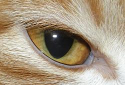 triioxide:  Cat eye 