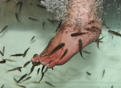 coltre:  Fish therapy - During this type of therapy, individuals submerge themselves or specific body parts in tanks filled with fish that nibble and slough off dry dead skin. While the skin is soaking in the water, the skin softens, which makes it easier