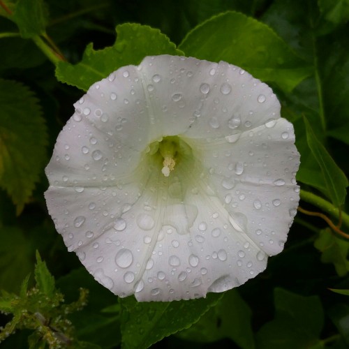 Morning Glory in the summer rain.