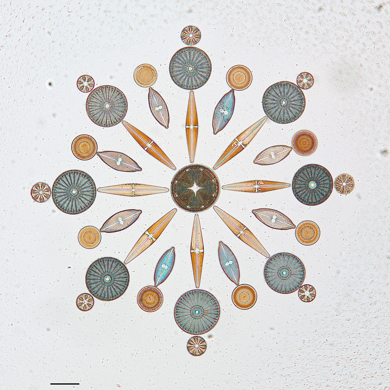itscolossal:  Artistic Arrangements of Microscopic Algae Viewed Through a Microscope