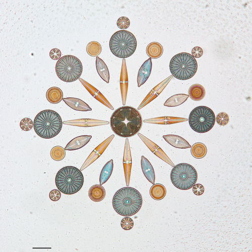 jtotheizzoe:wnycradiolab:Artistic arrangements of microscopic algae viewed through a microscope.Diat