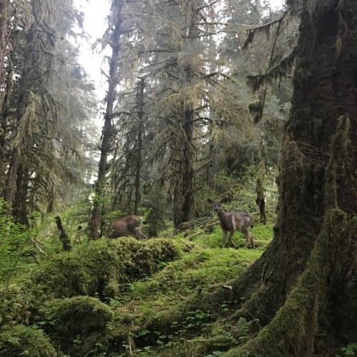 zkac:moss kingdom