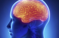 discoverynews:  Human Brain a Mashup of ‘Male’ and &lsquo;Female’ FeaturesThere is no such thing as a “male brain” or a “female brain,” new research finds.Instead, men and women’s brains are an unpredictable mishmash of malelike and femalelike