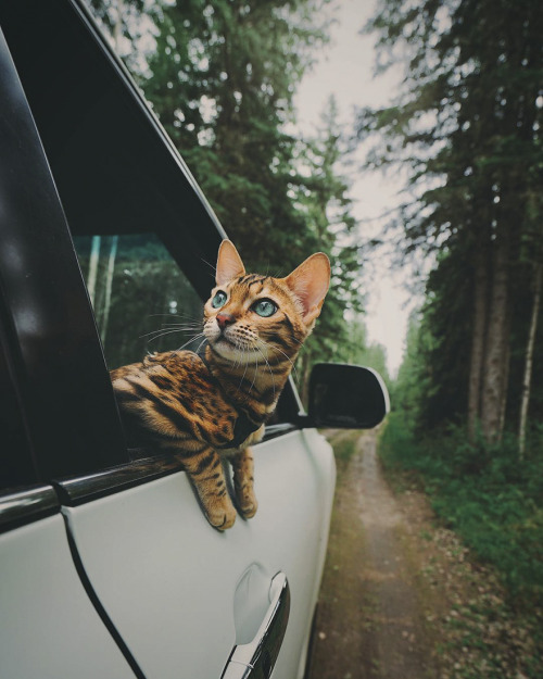 landscape-photo-graphy:Beautiful Bengal Cat Suki Adds Magic With Her Dazzling Sea Blue Eyes Against 