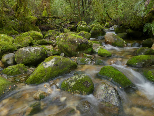 McRae&rsquo;s Creek ~ Victoria Forest Park by Steve Reekie