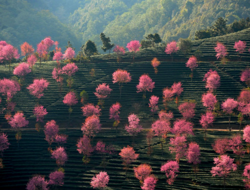 Blossoming pink trees on the mountainous landscape of Nanjian Yi Autonomous County in southwest Chin