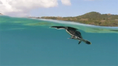 the-personal-quotes:  feeling sad? look at this baby animal blog!