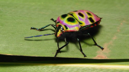 sinobug:  Shield-backed Jewel Bug (perhaps Poecilocoris sp., Scutelleridae)  by Sinobug (itchydogimages) on Flickr. Pu’er, Yunnan, China  See more Chinese true bugs and hoppers on my Flickr site HERE….. 