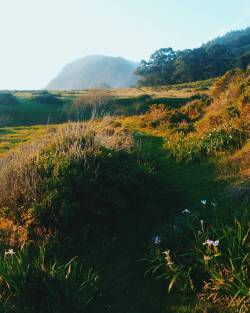 themudtap:  Walking on someones lawn for miles to reach eucalyptus heaven (top right). Bury me there when I die.  #getoutdoors #coldstoked #campvibes #neverstopexploring #keepexploring #mountainlife #wanderlust #welltravelled #wildernessculture #livefolk