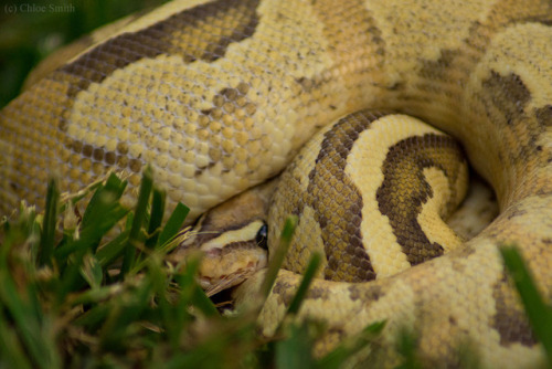 thelazypetowner:It was finally cool enough to go outside with the snakes again. Soba, as per usual, 