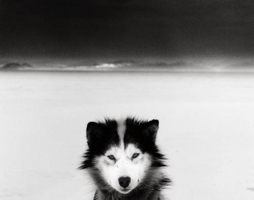 de-salva:  Huski (Baffin Island, Nunavut, Canada, 2007)  © Ragnar Axelsson (b. 1958, Icelandic photographer)    