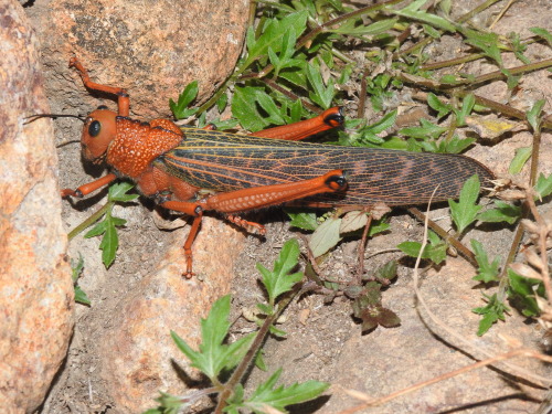 onenicebugperday:Giant red-winged grasshopper, Tropidacris cristata, Romaleidae Found in Mexico