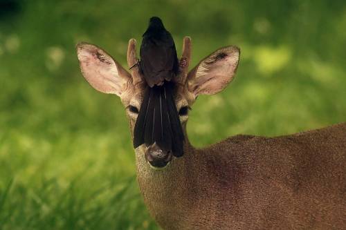 morethanus-life:A bird rests on the head of a white-tailed deer roaming free in San Jose Villanueva,