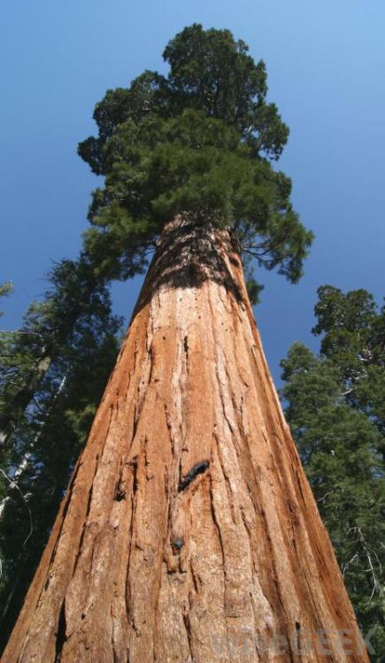 16 Facts about Giant Sequoia Trees. 1. Giant sequoias have very specific climate requirements, so s