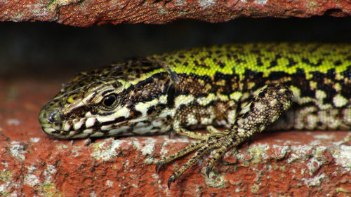 Just wrote a blog-post about my recent wall-lizard watching expedition to Shoreham. Click through fo