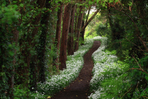 90377:   Footpath with wild garlic by Mike Crowle 
