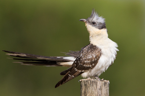 Great Spotted Cuckoo (Clamator glandarius) &gt;&gt;by Henrique Oliveira Pires