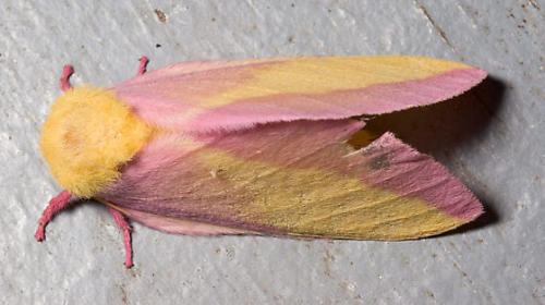astronomy-to-zoology:  Rosy Maple Moth (Dryocampa rubicunda) …a beautiful species of Royal Moth (Ceratocampinae) which occurs in Eastern North America. Like other Saturniid moths adult rosy maple moths lack mouthparts and live short lives dedicated