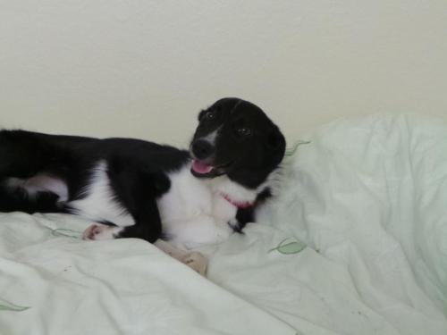 Dog of the DayBeth, from Dogs Trust, Harefield, London. Click here for more info on adoption or ways