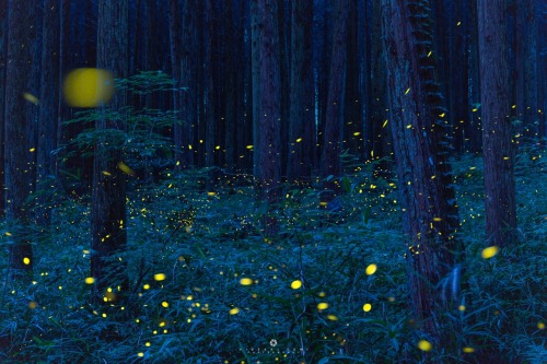 hideakisumiphotography: “When the forest is glowing” 70mm, f/4.0, ISO 100, 30sec*24 Comp