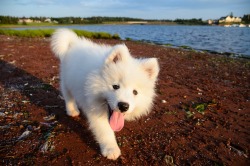 handsomedogs:    Beach puppy / / Curtis    